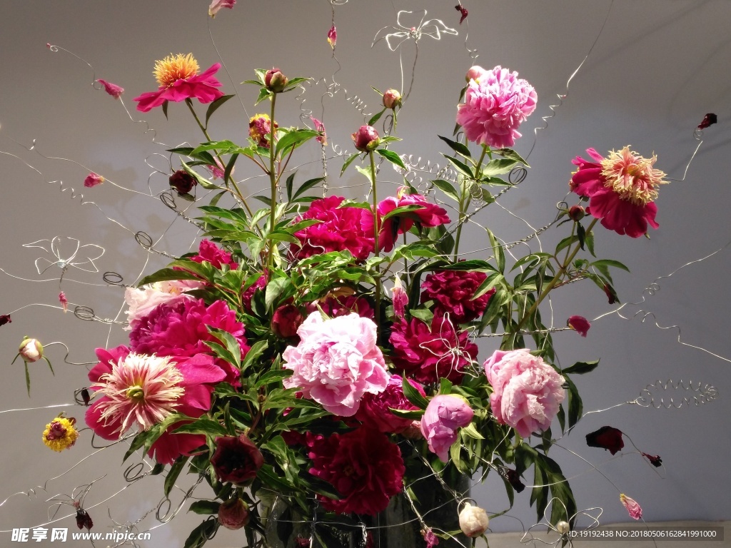 芍药花