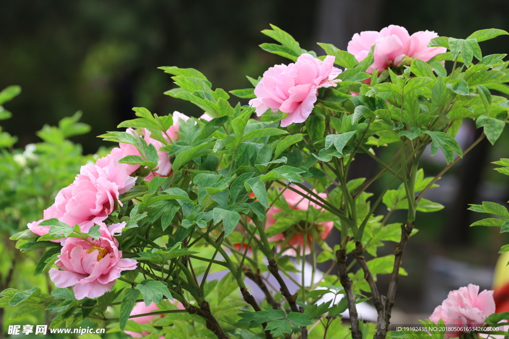 牡丹花