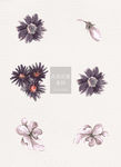 暗色系花和花瓣花朵ai矢量元素