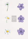 花和花瓣素材紫色白色花朵ai矢