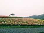 径山花海