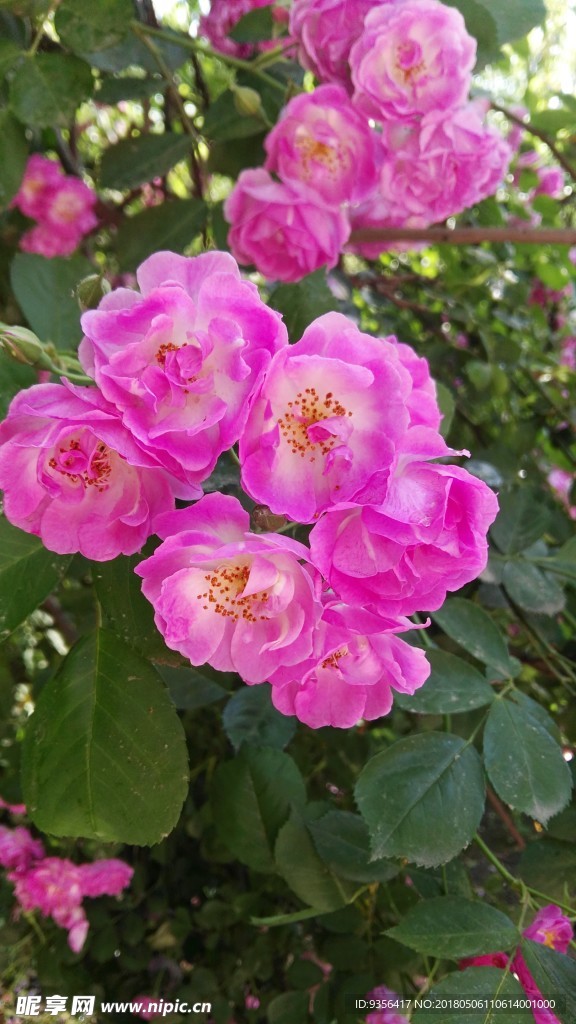 蔷薇花