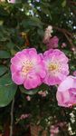 蔷薇花