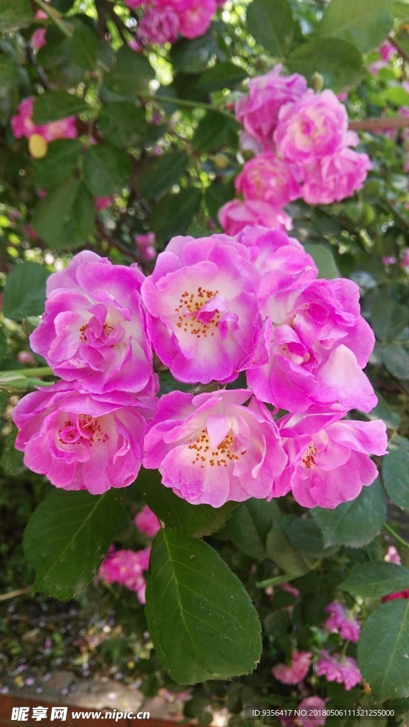 蔷薇花