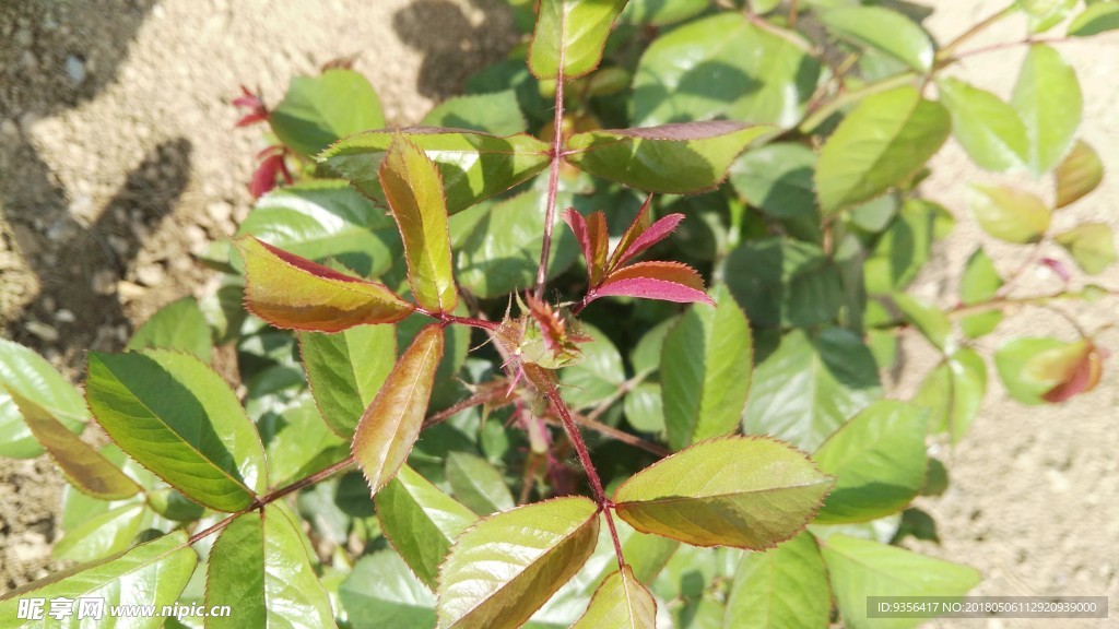 月季花