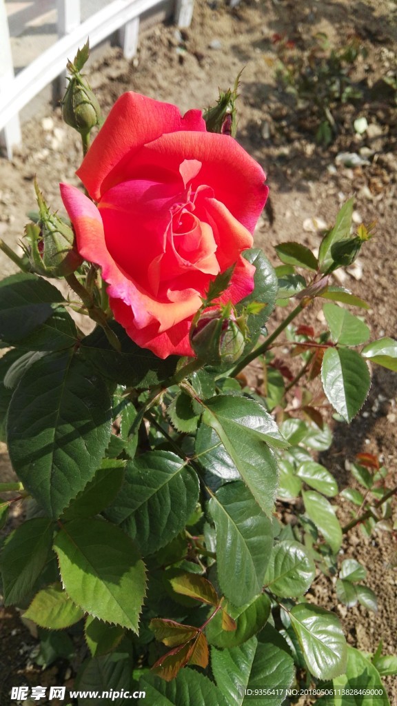 月季花