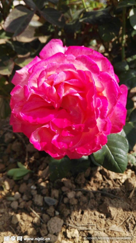 月季花