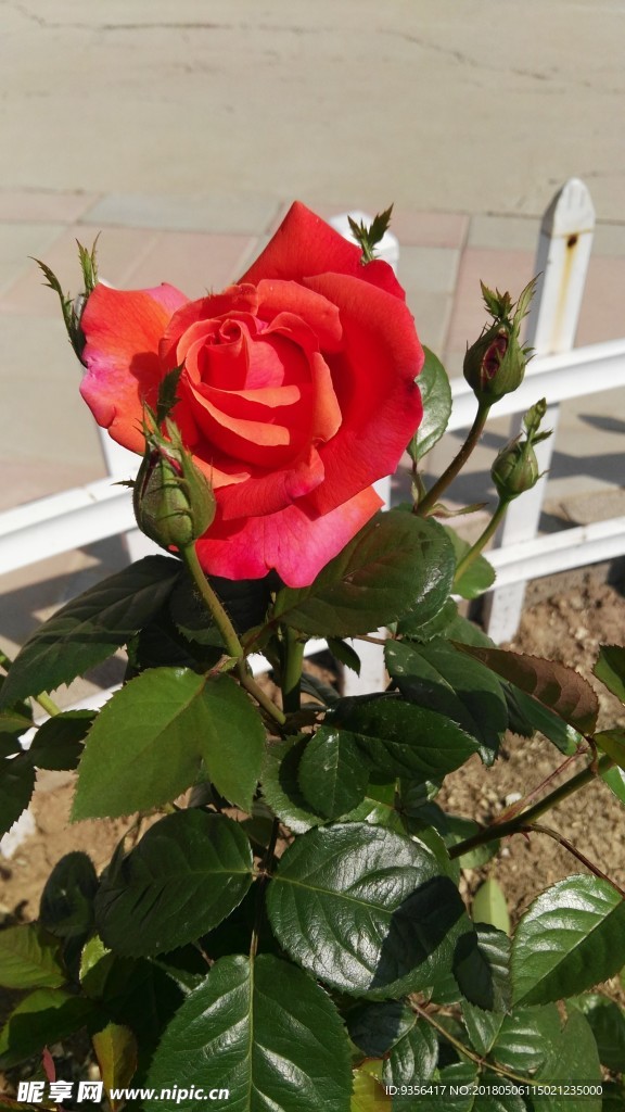 月季花