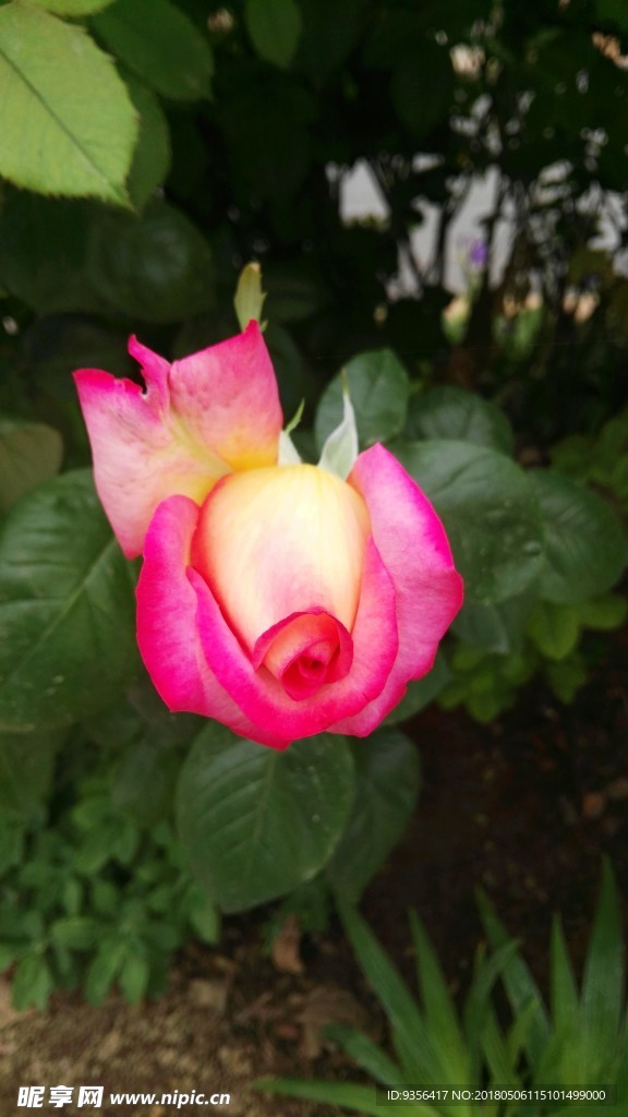 月季花