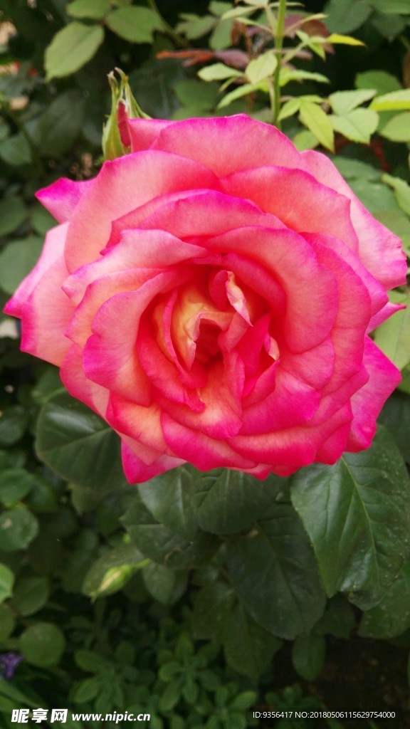 月季花