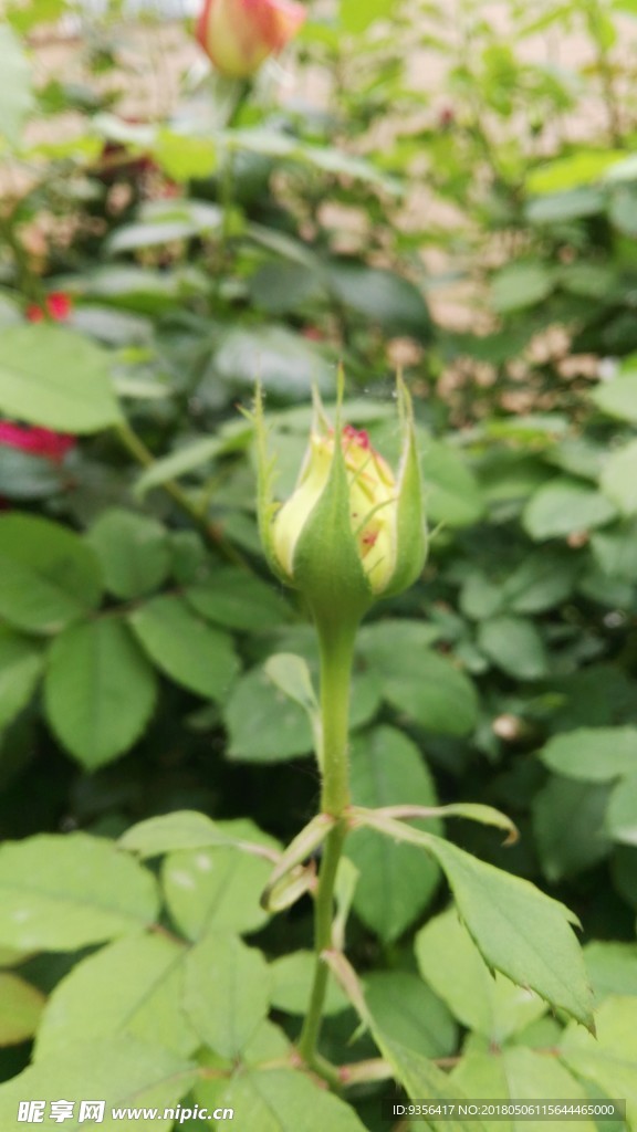 月季花