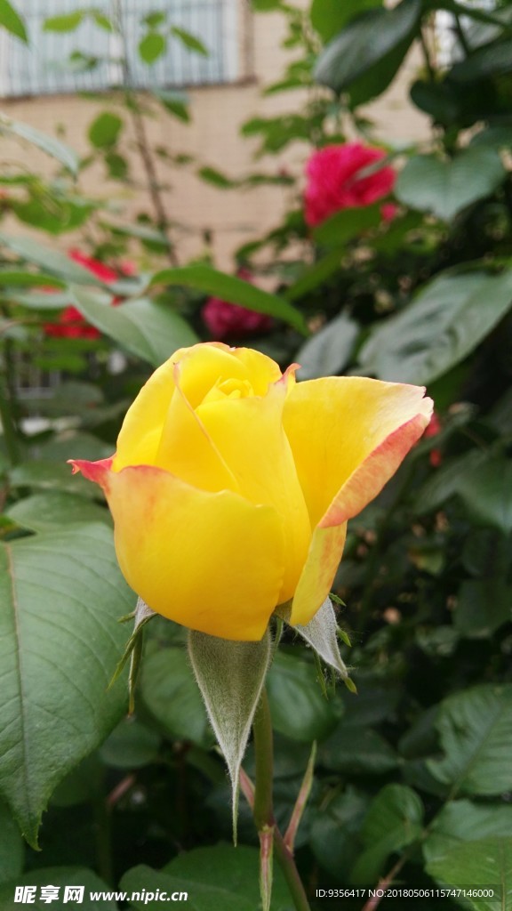月季花