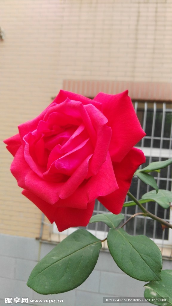 月季花