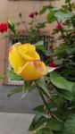 月季花