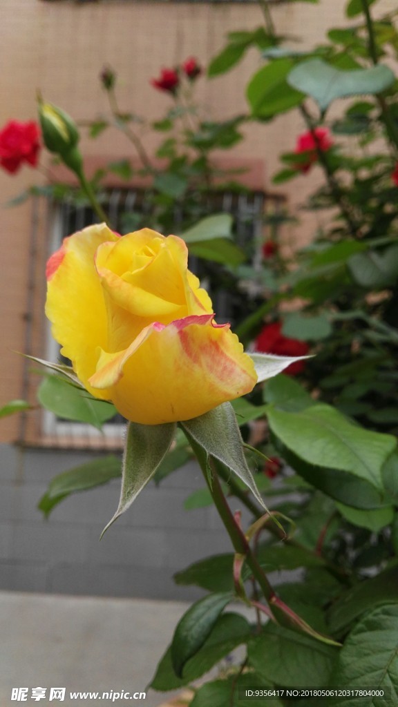 月季花