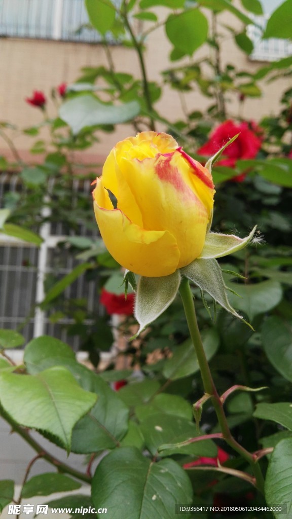 月季花