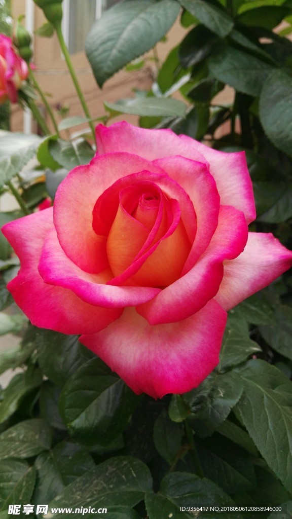 月季花