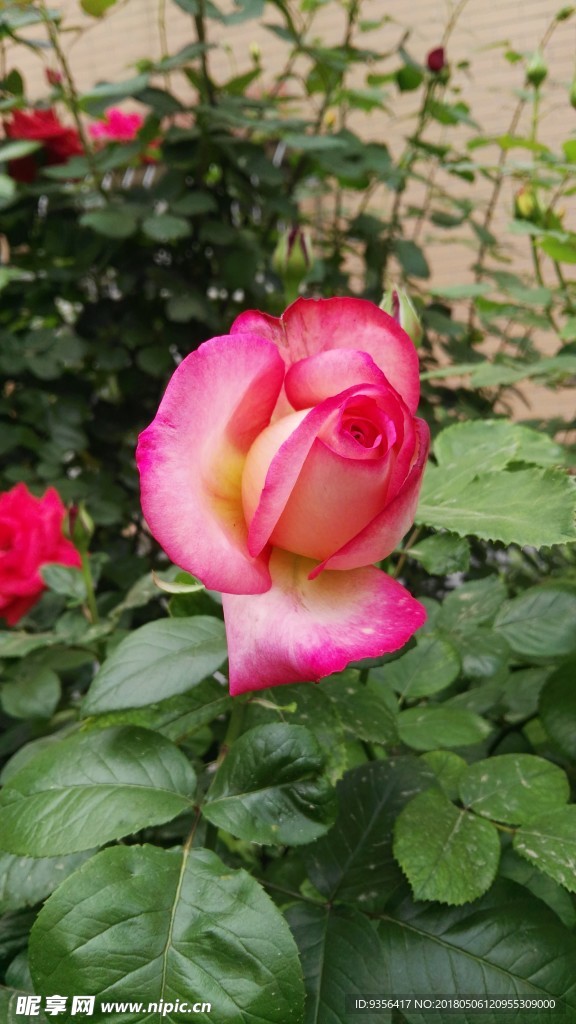 月季花