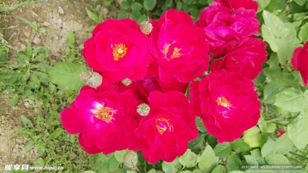 月季花