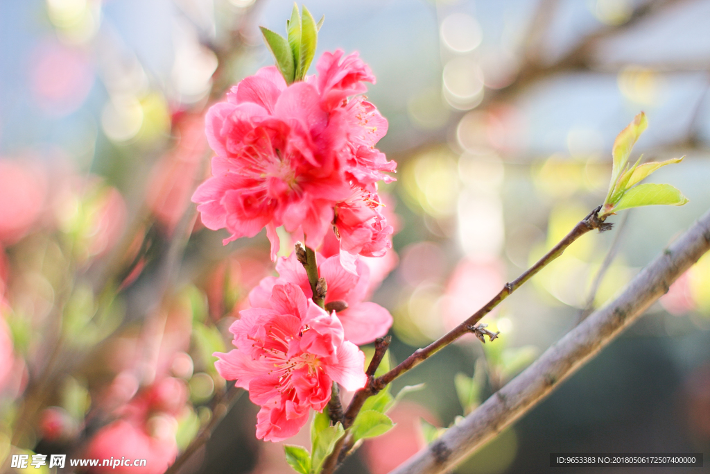桃花