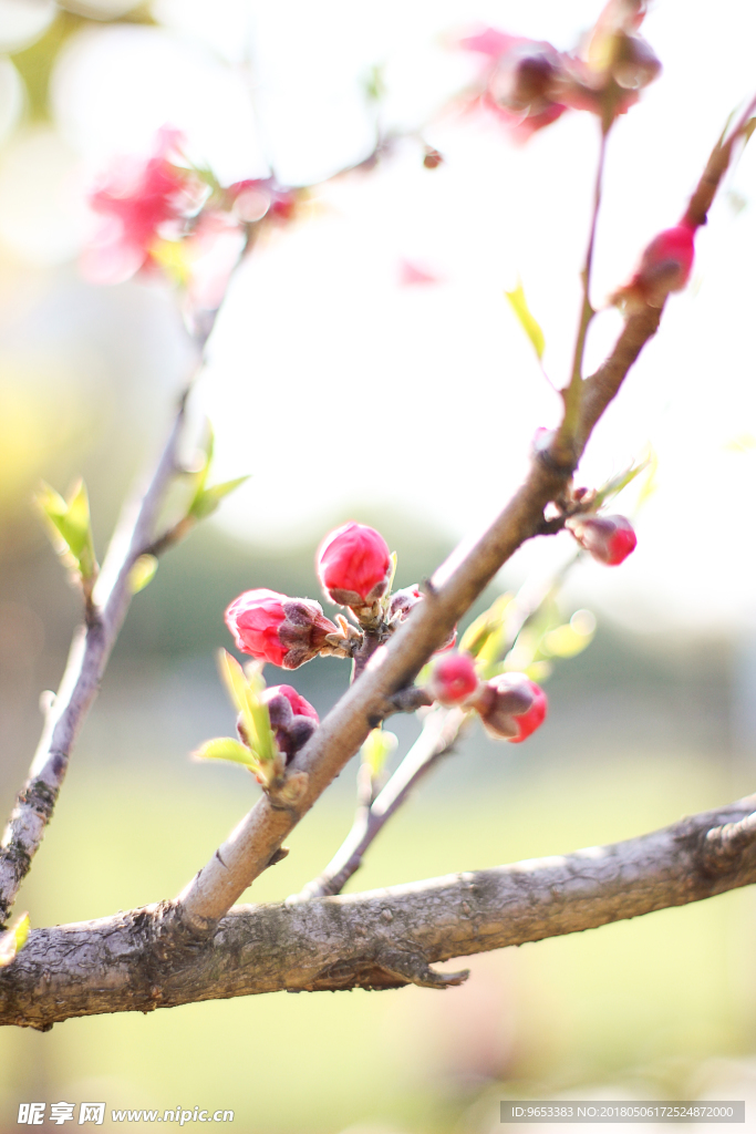 桃花