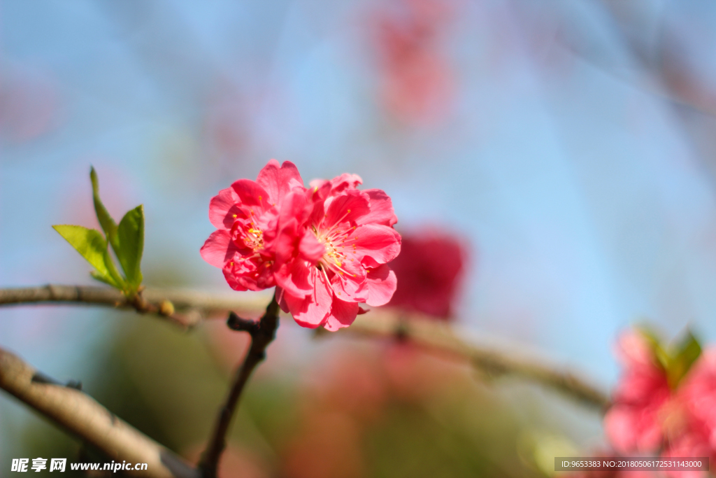 桃花