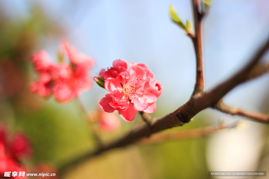 桃花