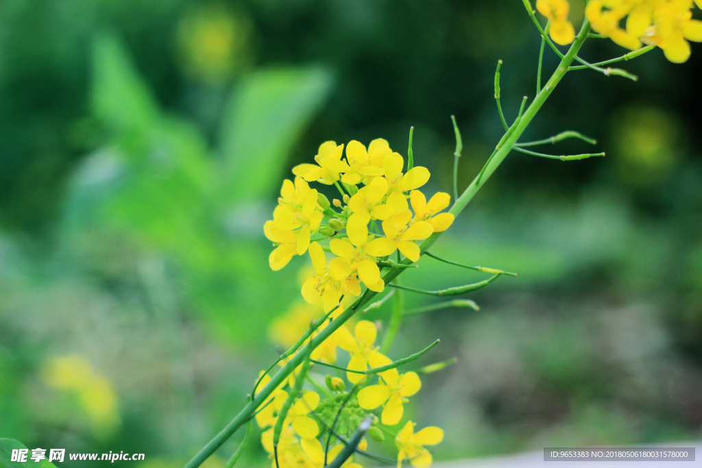 油菜花