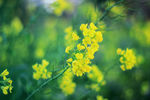 油菜花