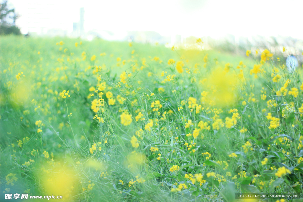 油菜花