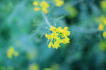 油菜花