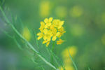 油菜花