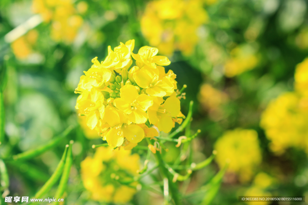 油菜花  花朵  绿叶  春天