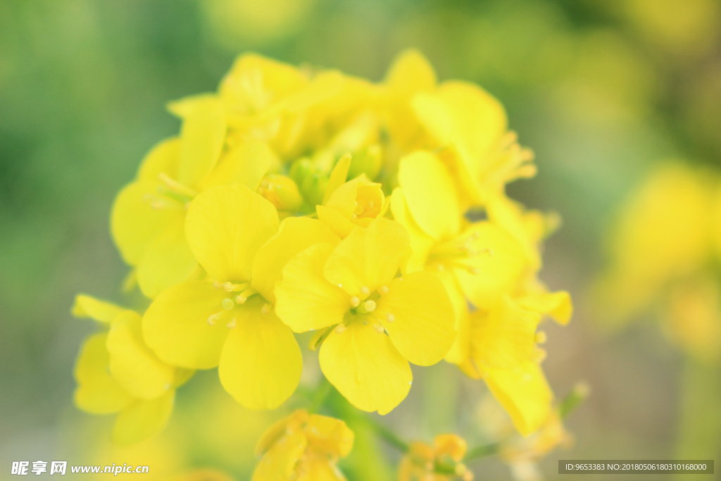 油菜花