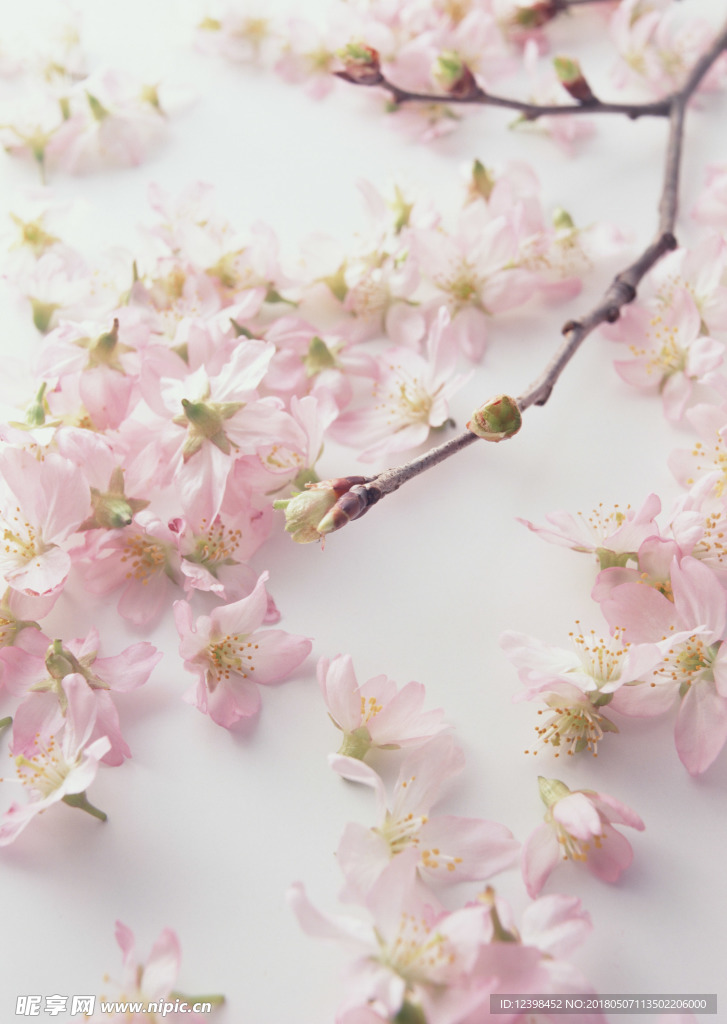 美丽的桃花