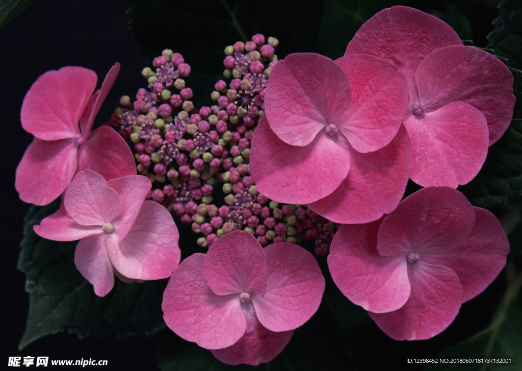 美丽的鲜花