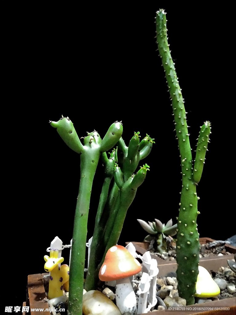多肉  植物  多年  老桩