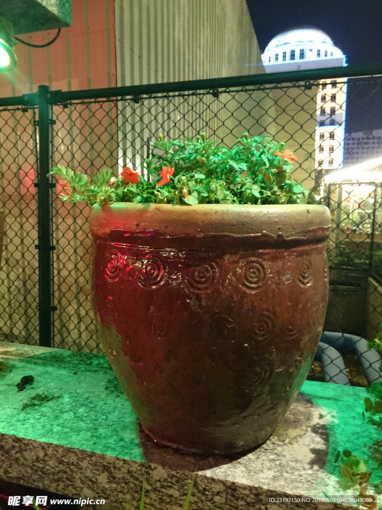 盆栽