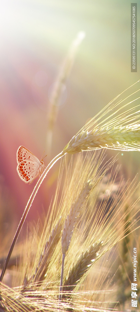 麦芒 锋芒