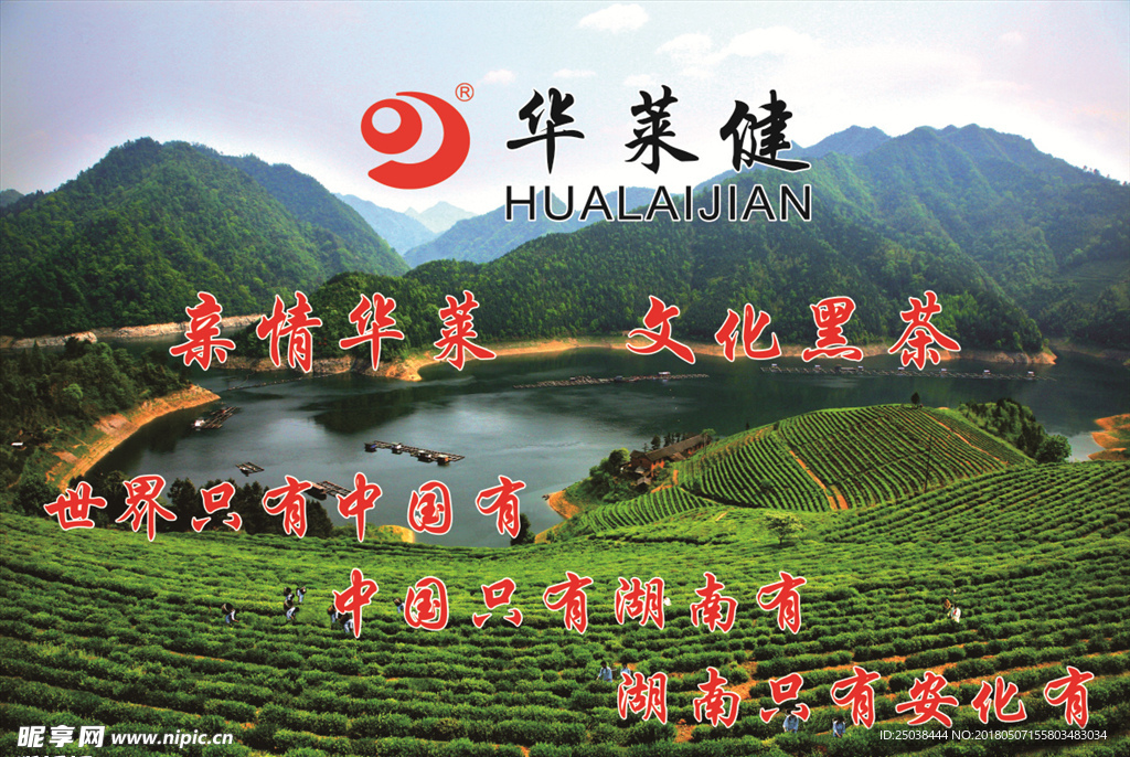 华莱健安化黑茶背景墙