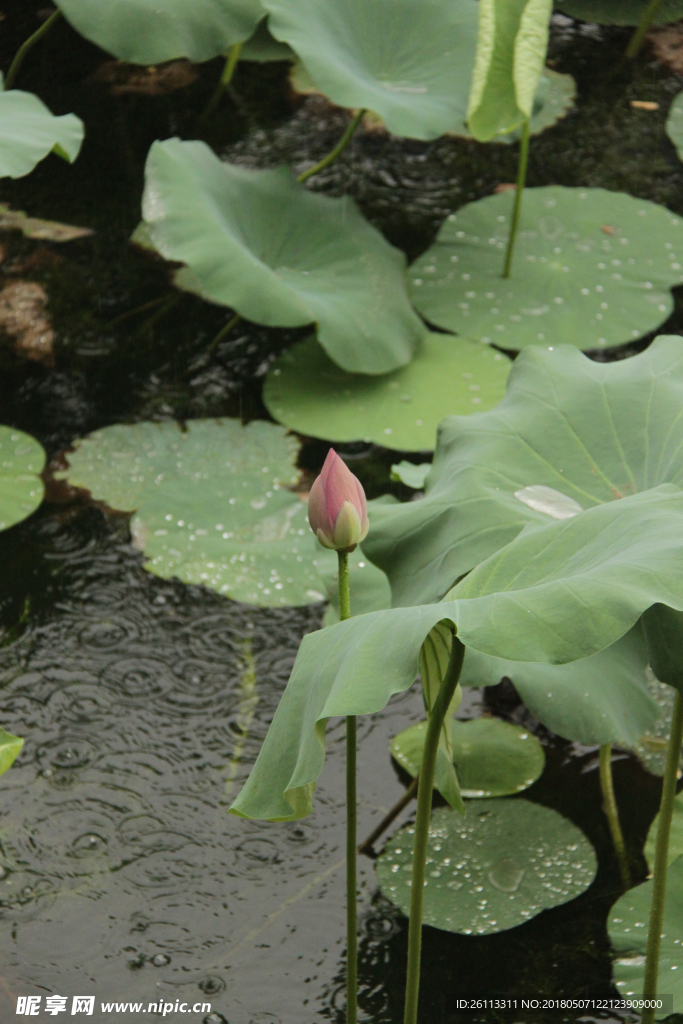 雨荷