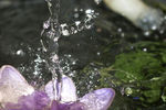 水滴荷花高清摄影图