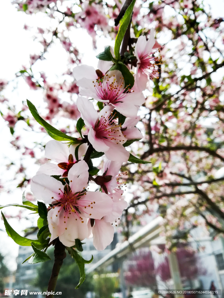 桃花