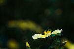 黄色刺玫花蕊
