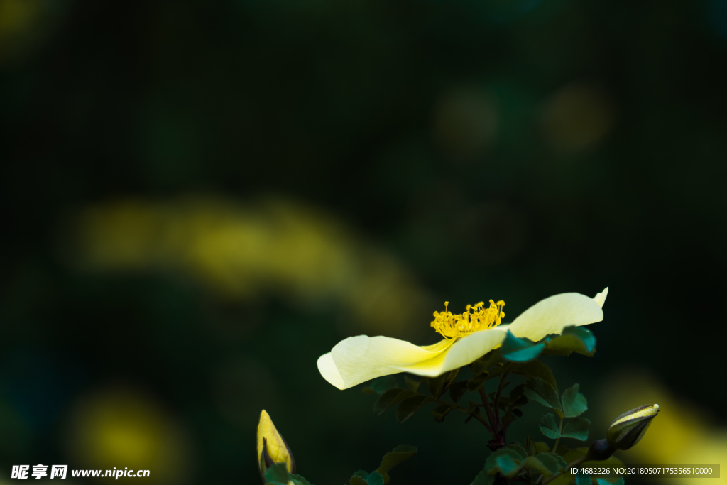 黄色刺玫花蕊