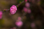 粉色桃花