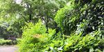 小区内的植物郁郁葱葱