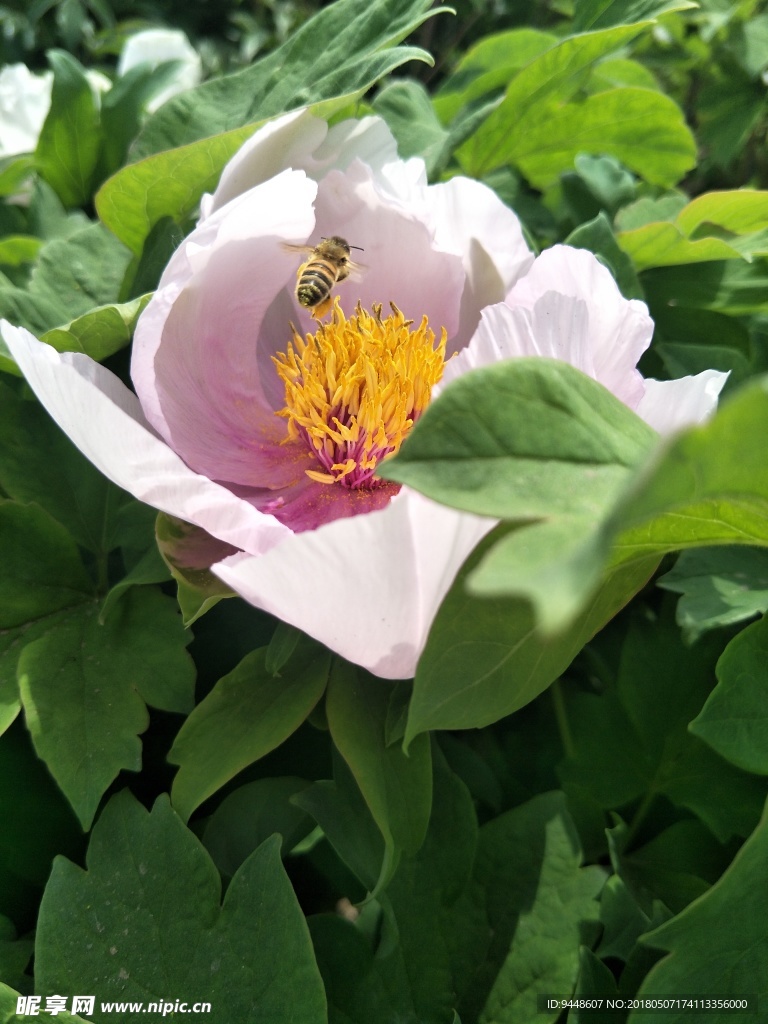 芍药花
