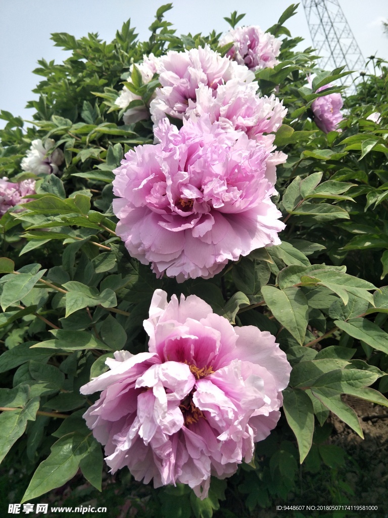 牡丹花