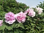 牡丹花